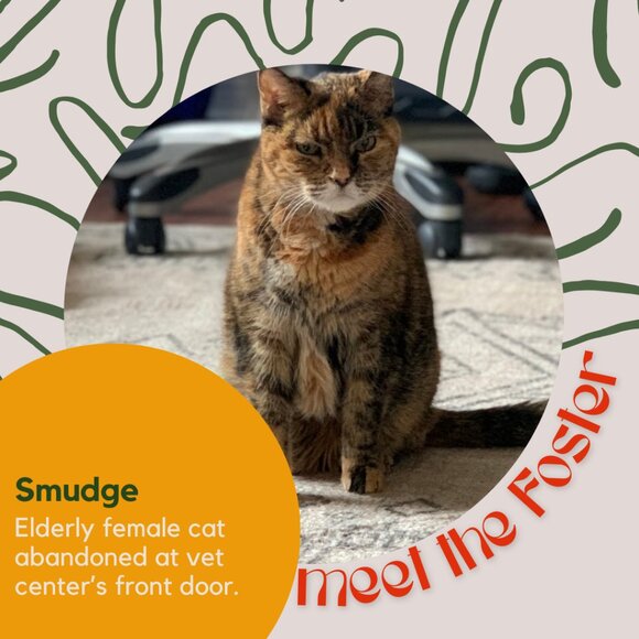 Meet the fosters! - Picture 2 of 15